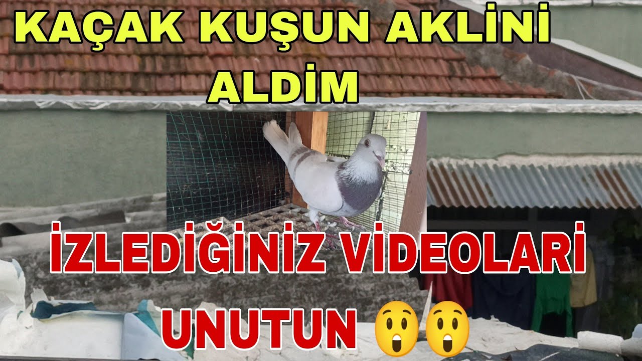 KAÇAK KUŞUN AKLİNİ ALDİM İZLEDİĞİNİZ VİDEOLARİ UNUTUN