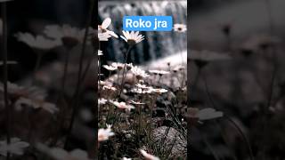 stress relief|calming short -#shorts #explore #flower 🌺🌺🌷🌷🔥