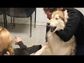 Huskys freaking out when realize he is in the vet  funny dogs reaction