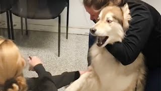 Husky's freaking out when realize he is in the vet  Funny Dog's Reaction