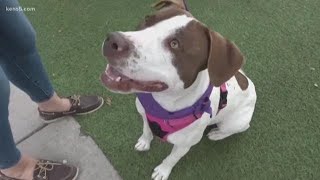 KENS Cares: Check out these pets available for adoption