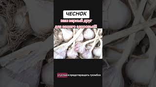Чеснок от артериального давления помогает ли?