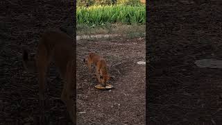 Pity dog| #shorts
