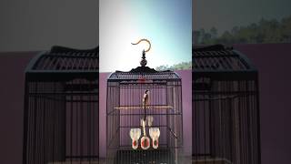 Cendet Gacor Isian Gereja Tarung  cendet cendetgacor shorts short