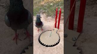 Great Easy Pigeon Trap Using Candles and Paper#outdoors #suvival #like #skills #sports