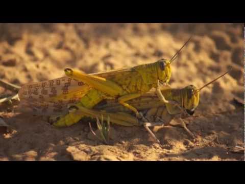 וִידֵאוֹ: ארבה מרוקאית - אויב מעבר לים