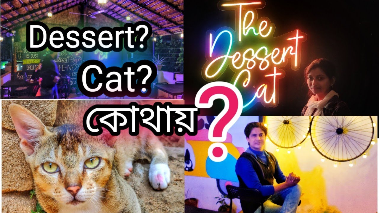 The Dessert Cat😺😻 Bankura amazingworld5071 YouTube