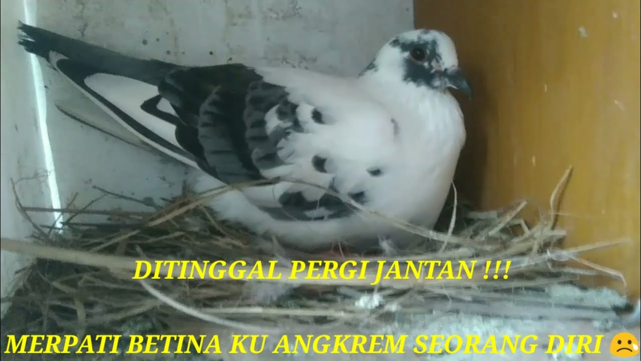 Merpati Betina Angkrem Sendiri Tanpa Jantan - Merpati Vlog