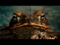 Capture de la vidéo The Cane Toad Madness