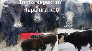 НАРЫН АТ🐴 БАШЫ мал базары 2-болук 05.01.20 аралаш