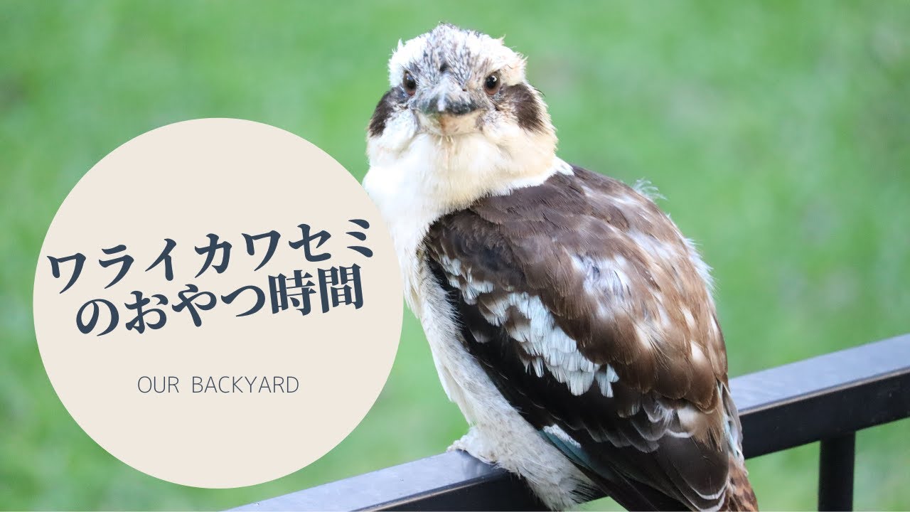 オーストラリアの鳥 人懐こいワライカワセミを紹介するだけの動画 Youtube