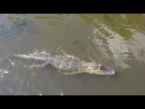 Alligator Eating Marshmallows