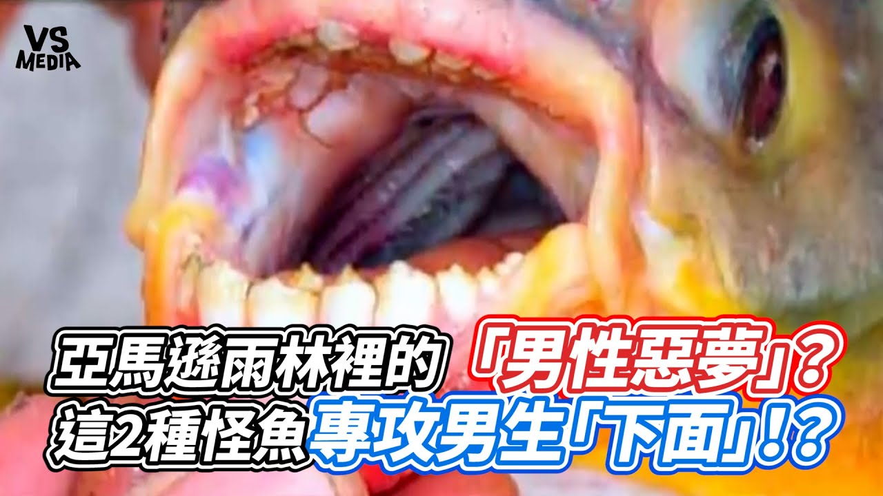 亞馬遜雨林裡的「男性惡夢」？這2種怪魚專攻男生「下面」！？｜VS MEDIAｘ@Jester666