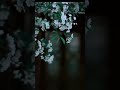 المنشاوي 
