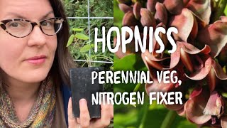 Growing Hopniss (Apios americana), an Indigenous N. American Food Crop (aka American Groundnut)