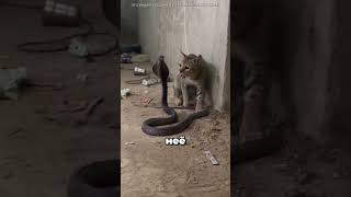 Хищники, Выбравшие Неправильного Врага - Часть 2 😯🐾