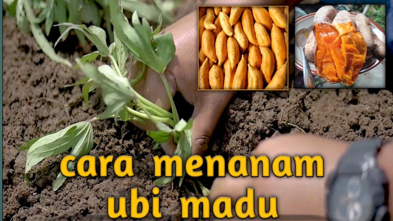 cara menanam ubi madu #caramenanamubicilembu #caramenanamubijalar #ubimadu #ubicilembu
