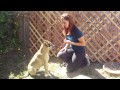 How to teach a dog to Shake for hard to teach dogs How to teach a dog to Shake for hard to teach dogs