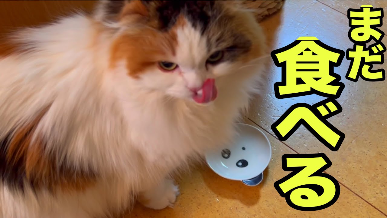 まだ食べる🐱おやつタイム