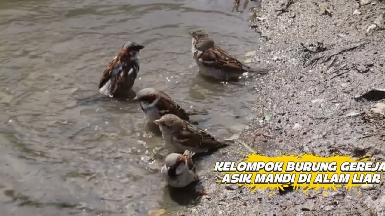 Bertemu Kawanan Burung Gereja Yang Lagi Asik Mandi Di Sungai Alam Liar