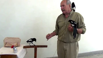Come addomesticare una gazza ladra?