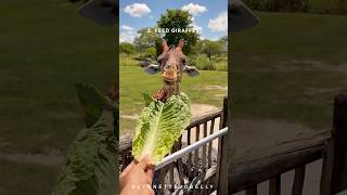 🦒 Wild Day at Zoo Miami! Things to Do & See 🐘🌿