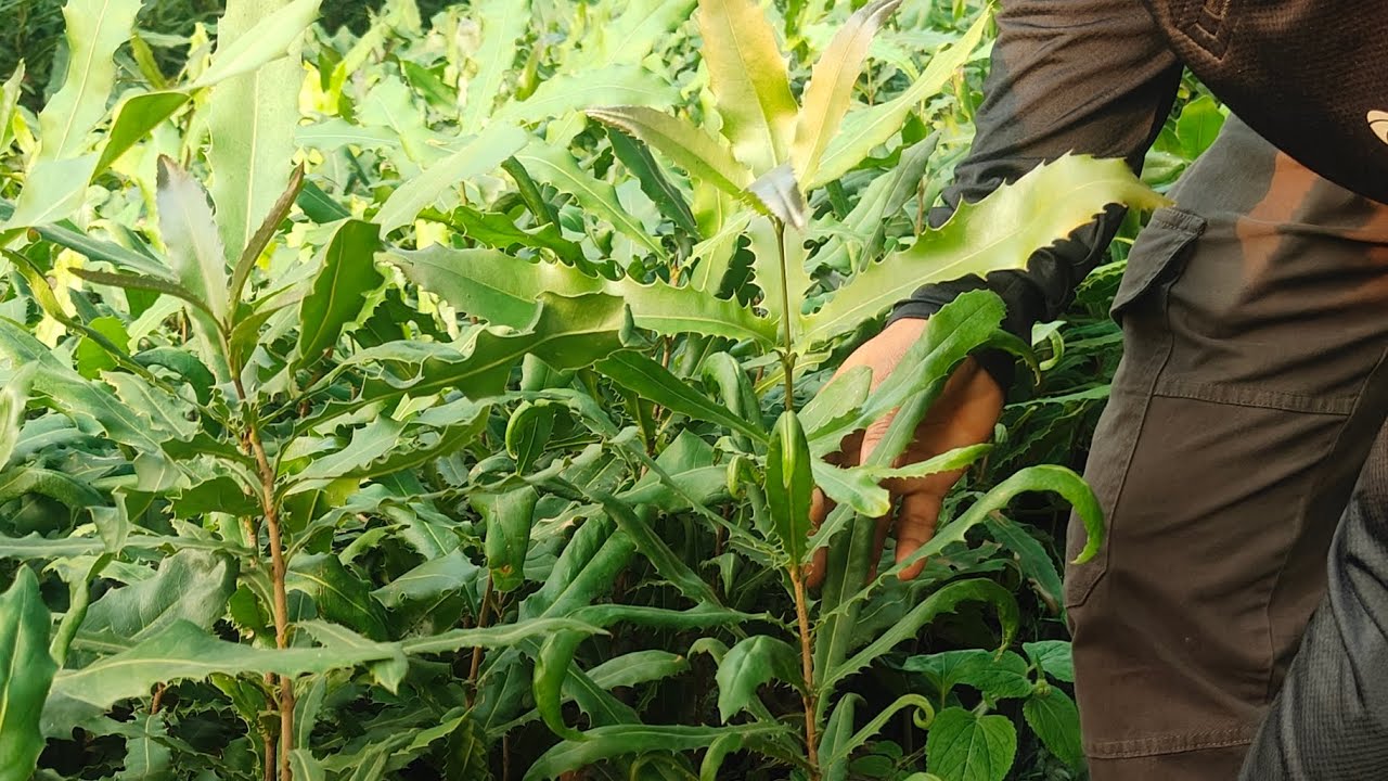 Growing Macadamia nut plant in your garden/ Best commercial farming macadamia nut plant 