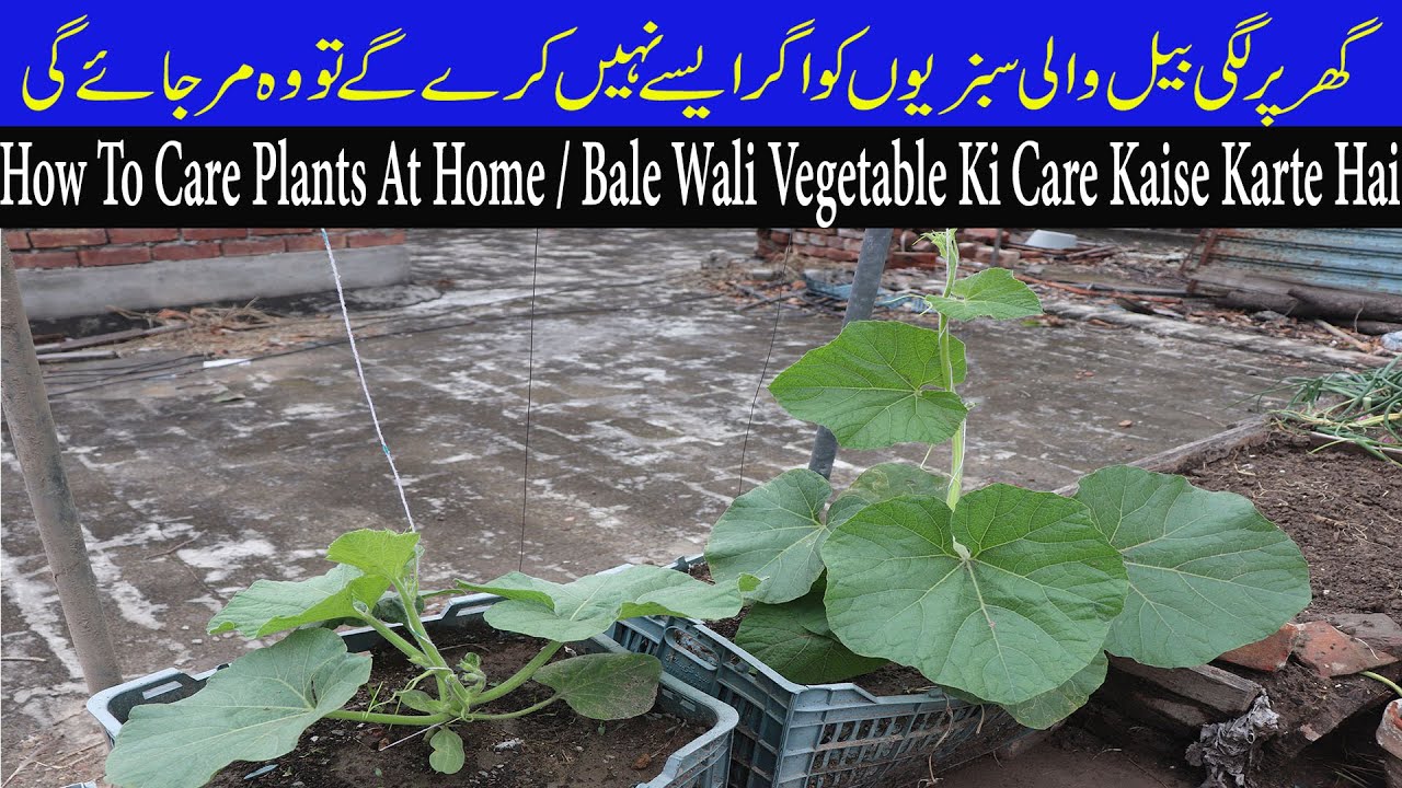 Ghar Per Lage Plants Ki Belon Ko Kaise Tyar Kia Jata Hai. YouTube