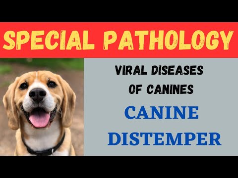 Video: Txoj Kev Cuam Tshuam Tshiab Ntawm Canine Distemper?