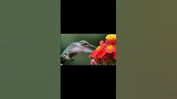 Burung Kolibri sedang menghisap nektar bunga. #shortvideo #nature #birds #burungkolibri #burung #fyp
