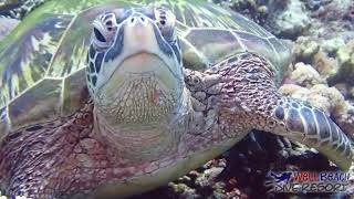 Wellbeach Dive Resort - Diving with Turtle Guarantee in Zamboanguita