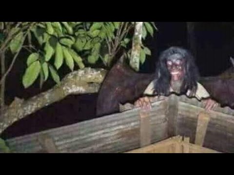 Video: Bakit Sila Nag-hang Ng Isang Bituin Sa Tuktok Ng Puno?