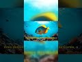 Mergulho no mundo fascinante do peixe-anjo imperador nos recifes de corais