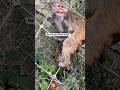 Mother monkey Prayed for Help... And God Sent a Savior