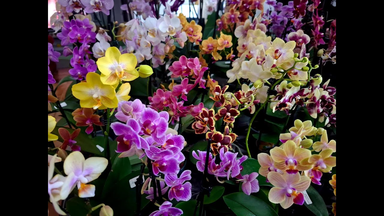 ESSAS SÃO PARA VOCÊ COLECIONAR COM CERTEZA!!!