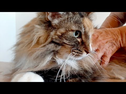 Video: Controlla i segni vitali del tuo gatto a casa