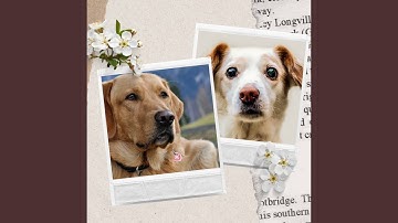 Sensational Adorable Rescue Pups