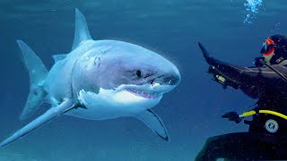 Face to Face with a Great White Shark!