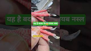 😱Nayab Nasal😱Badak Per Jo Jaldise Nahi Milte He😱🥳