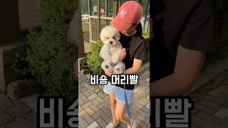 강아지 슬개골 탈골 예방 “미끄럼방지풋크림” #강아지슬개골 #슬개골탈구 #슬개골탈구예방 #강아지풋크림 #미끄럼방지크림 #강아지관절보호 #펫또마망 #미니비숑 (L) #펫또마망