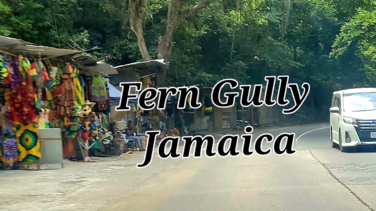Ferns and Fern Gully Jamaica 