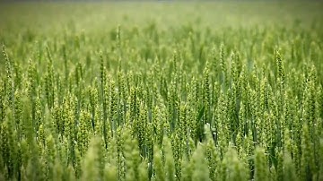 Mycohunt FP7 Project