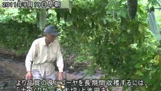 ゴーヤの収穫・選別風景（嬉野市塩田町）2011.08.19