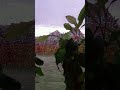 Сквозь капли дождя