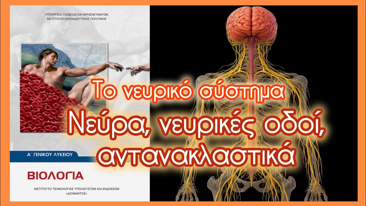 Νεύρα, νευρικές οδοί, αντανακλαστικά • Το νευρικό σύστημα • Κεφ. 9.4