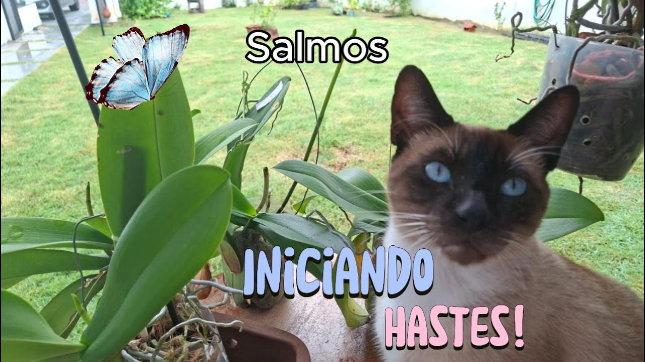 Iniciando Hastes!❤️