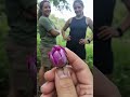 Róża Spacerowa The Walking Rose A Rare Insect Known Only In Certain Forested Zones Of Poland Róża Spacerowa The Walking Rose A Rare Insect Known Only In Certain Forested Zones Of Poland
