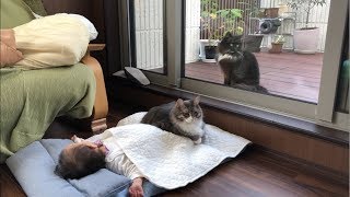 人見知りしない猫 ノルウェージャンフォレストキャットCats aren't completely shy.Norwegian Forest Cat.