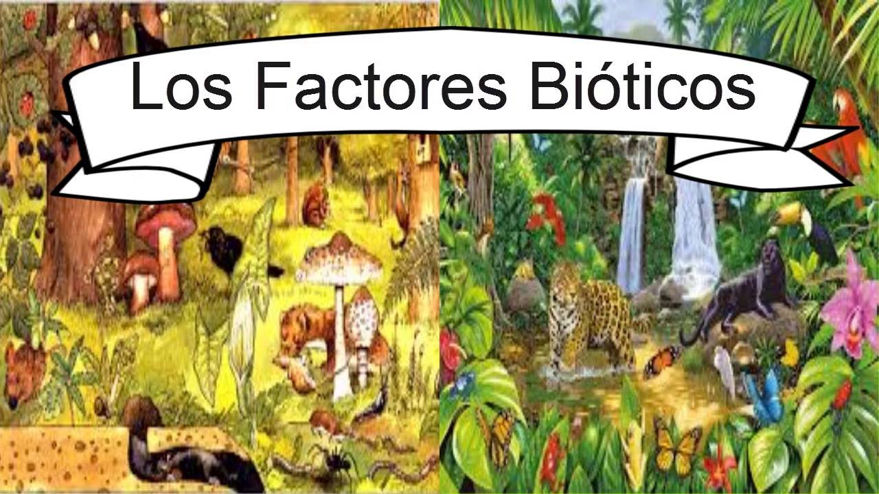 Factores Bioticos y Abioticos YouTube Factores Bioticos y Abioticos YouTube