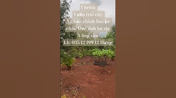 Bán gấp 1hetta vườn trái cây xã bầu chinh huyện châu Đức tỉnh bà rịa Vũng tàu